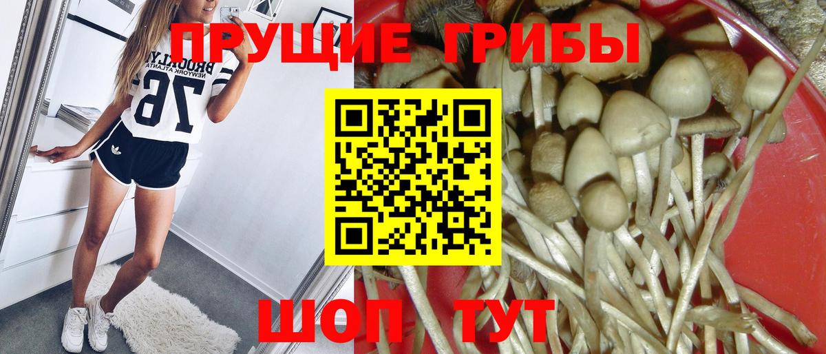 Псилоцибиновые грибы Cubensis Ивантеевка